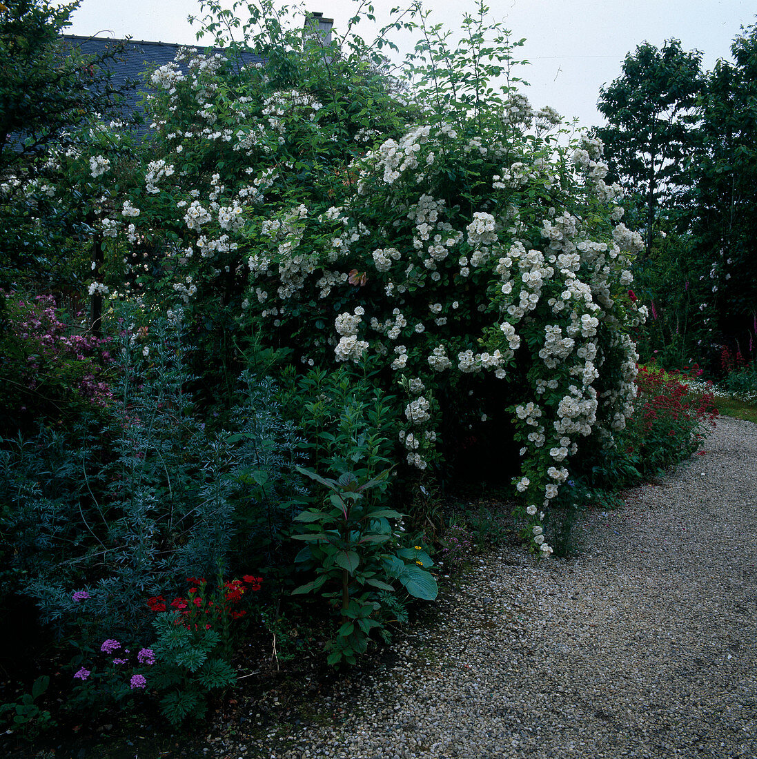 Rosa 'Astra Desmond' multiflora rose with delicate orange fragrance, Artemisia (wormwood), gravel path
