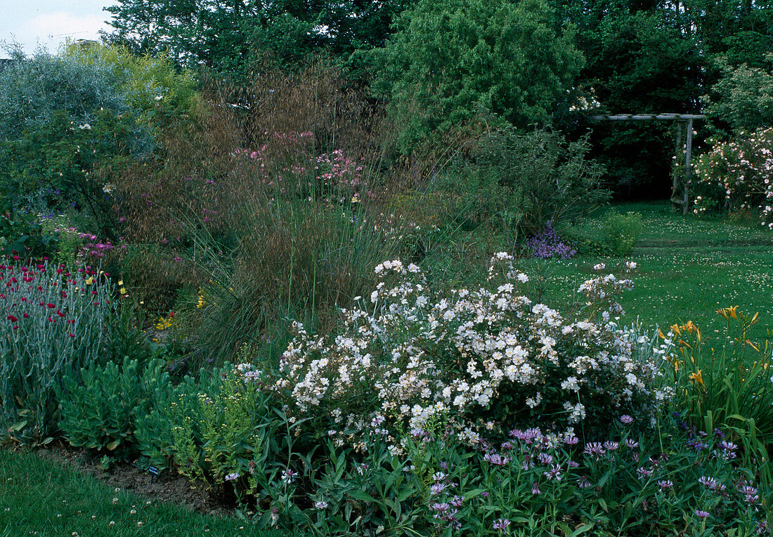 Summer bed with Rosa 'Fil d'Ariane' (ground cover rose), small shrub rose, frequent flowering with light fragrance, Stipa gigantea (feather grass), Sedum (stonecrop), Lychnis coronaria (coneflower), Centaurea (knapweed)