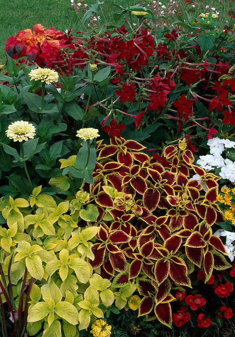 Variegated bed with annuals: Solenostemon, Nicotiana, Zinnia, Equisetum americanum and Verbena.