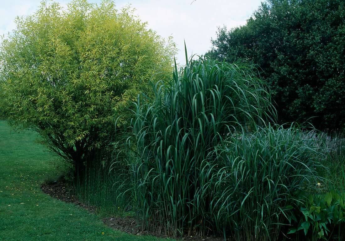 Silberweide (Salix alba) 'Aurea', Chinaschilf (Miscanthus floridulus) 'Axel Olsen'