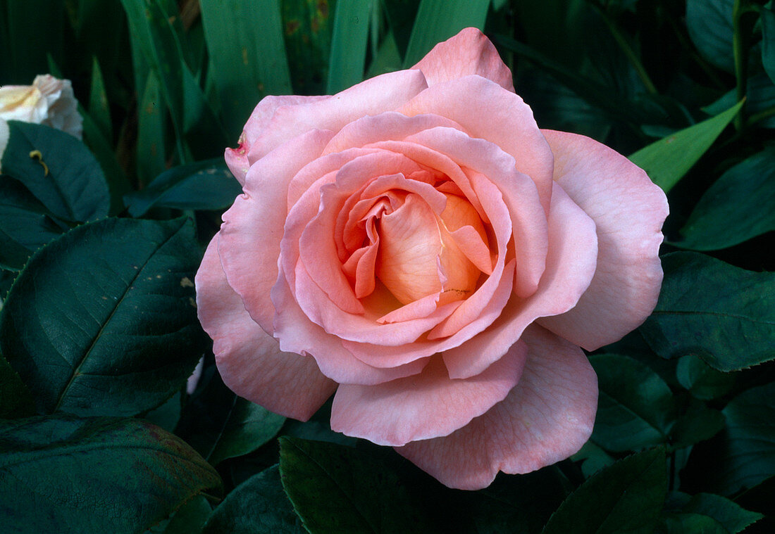 Rosa 'Paul Shirville' Teehybride, öfterblühend, guter Duft