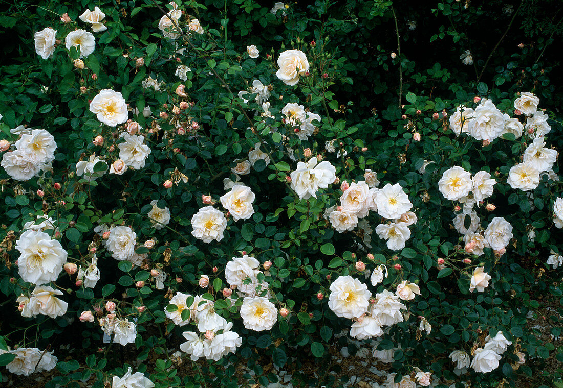 Rosa moschata 'Penelope'(Historical rose), repeat flowering, intense fragrance