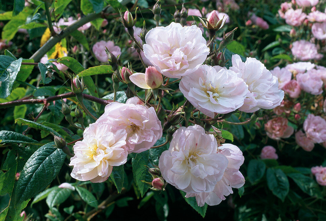 Rosa 'Dentelle de Malines' (Climbing rose, Rambler rose), single flowering, light fragrance