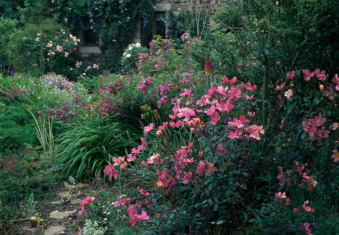 Rosa 'Mutabilis' in front, climbing shrub rose, old rose of Chinese origin, somewhat late-blooming, faintly scented, Rosa 'Violet Blue' at the back, climbing rose, rambler, once-blooming apple-scented, stepping plates with ceramic frogs.