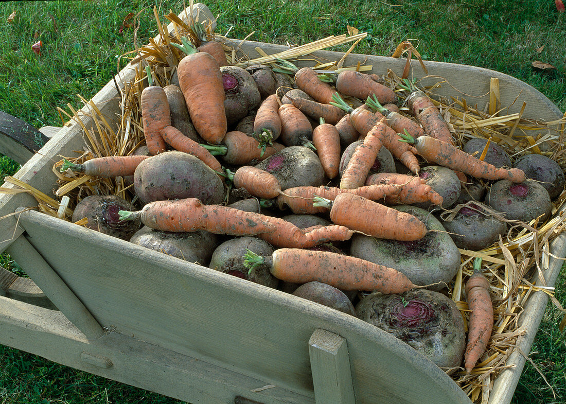 Frisch geerntete rote Bete und Möhren, Karotten in Holzschubkarre auf Stroh