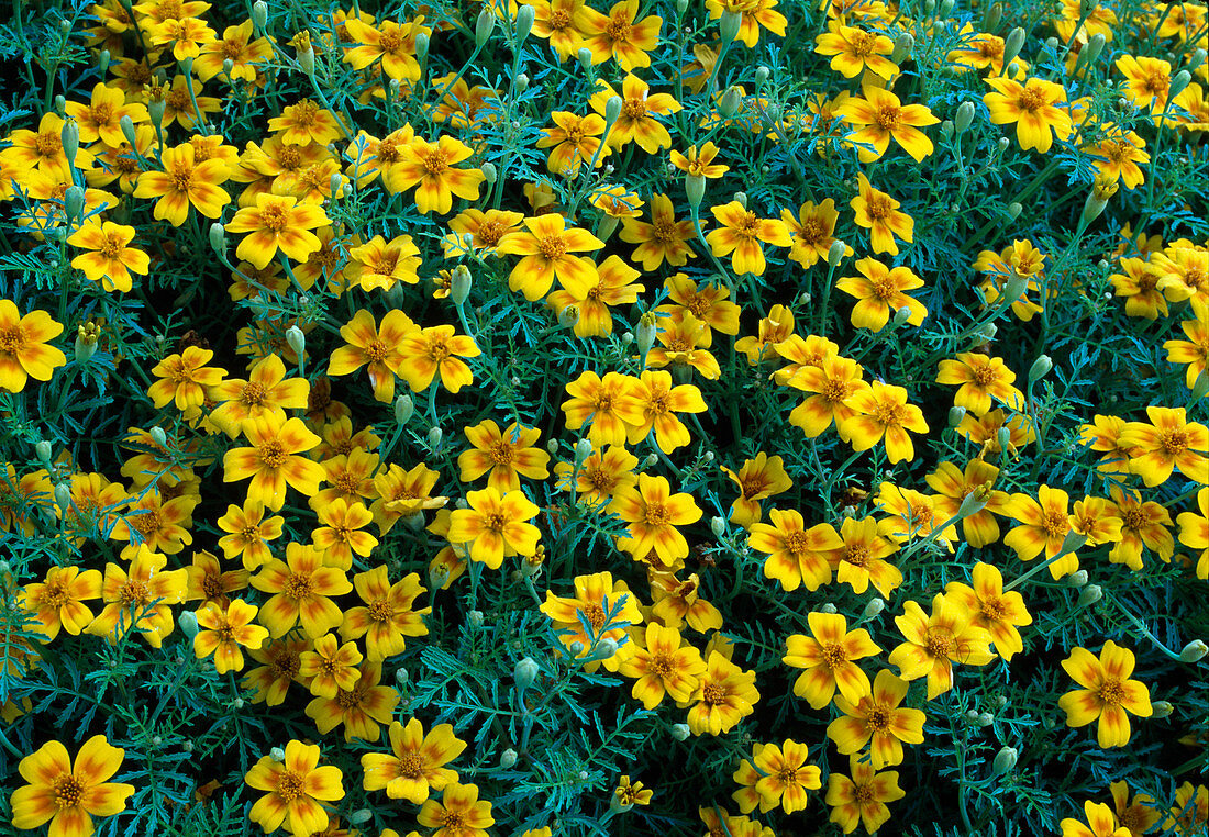 Tagetes tenuifolia 'Gnome' (marigold)