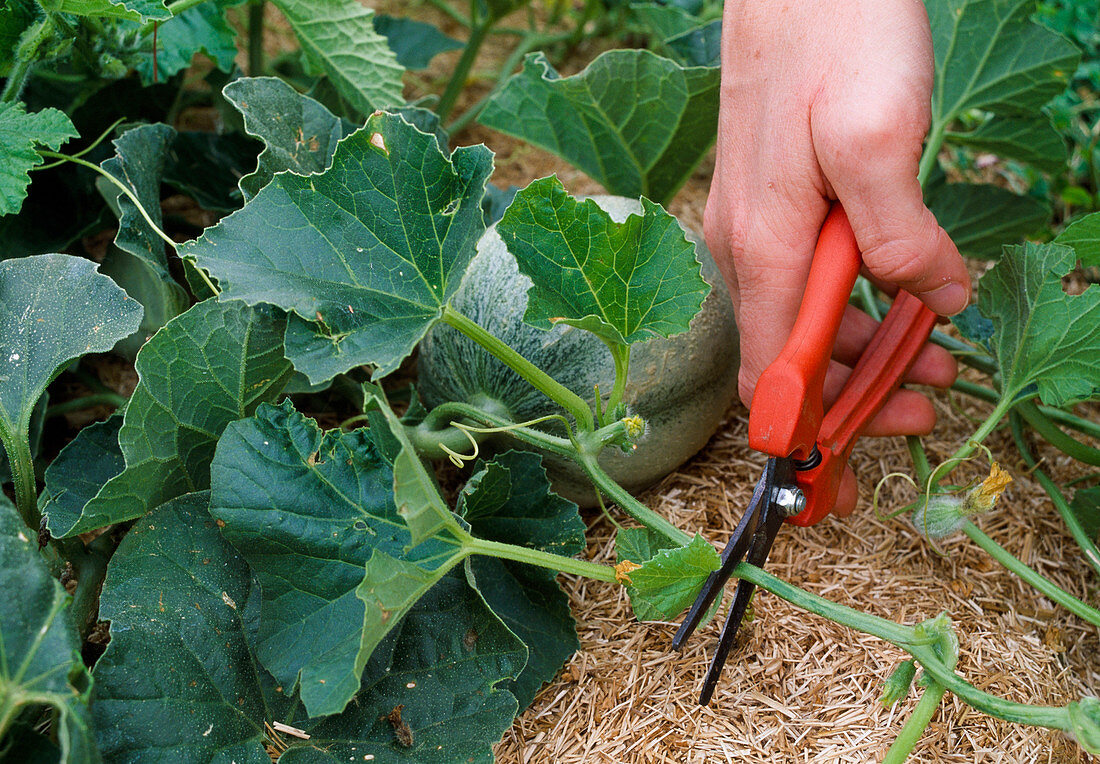 Vegetative Triebe an Melonen für besseren Fruchtansatz regelmäßig schneiden