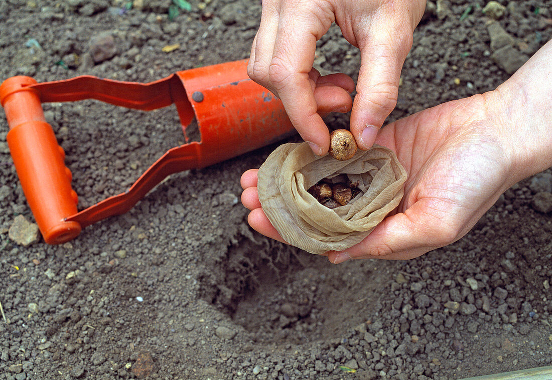 Crocus – put onion in old stockings to protect against voles