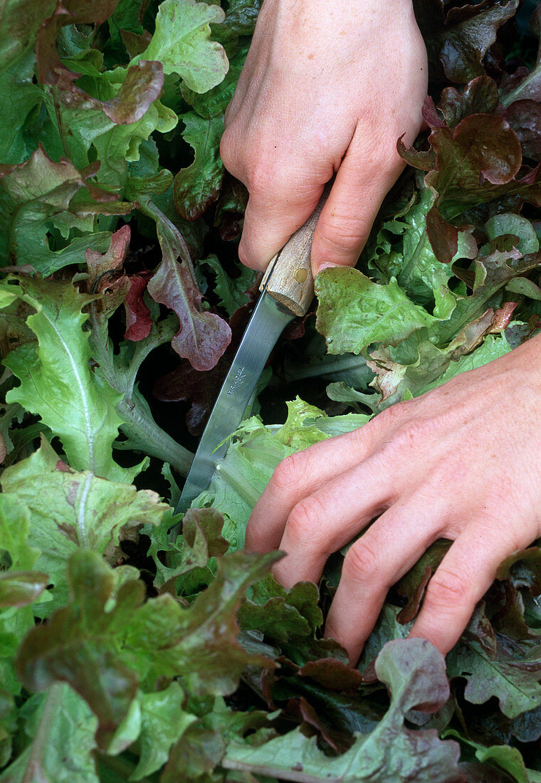 Harvesting lettuce