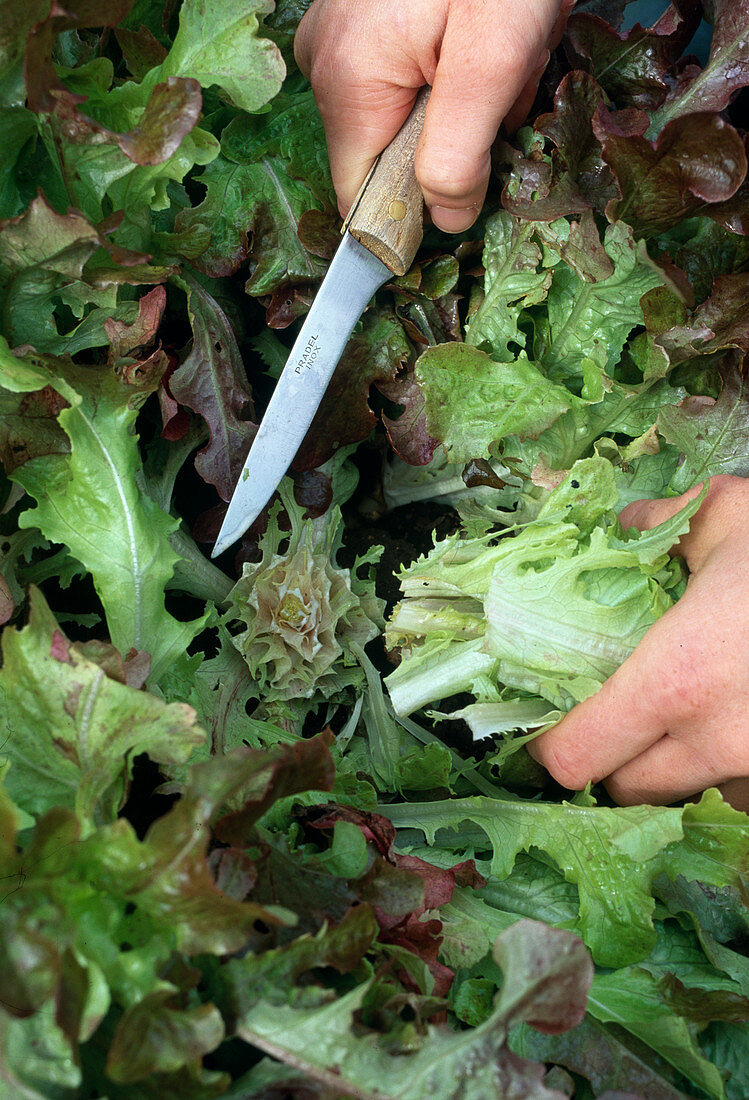 Harvest pick salad with knife