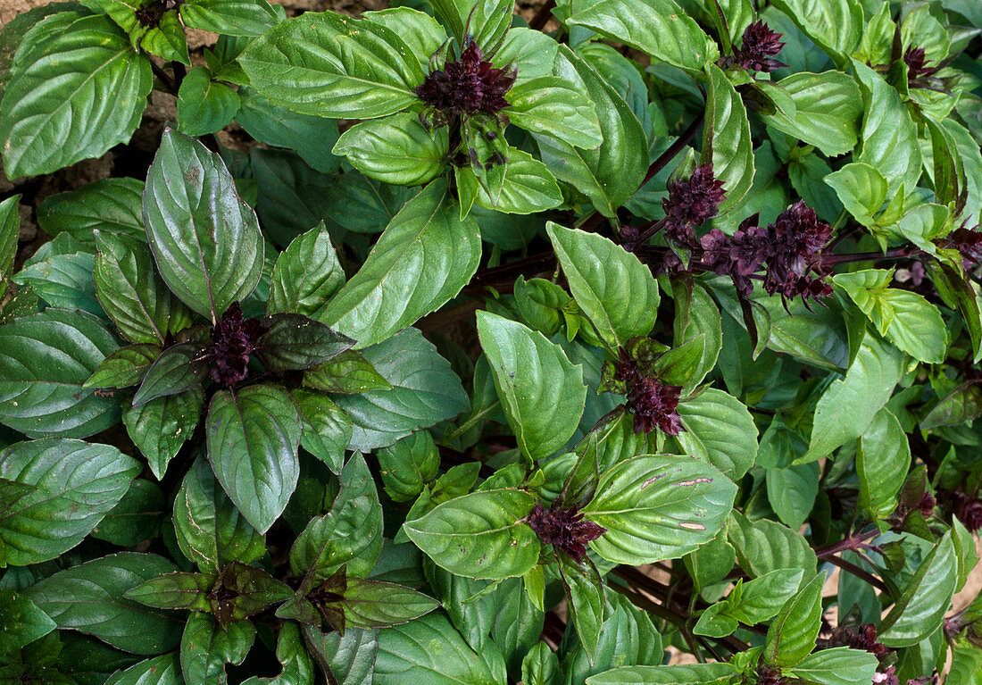 Ocimum basilicum 'Cinnamon' (cinnamon basil)