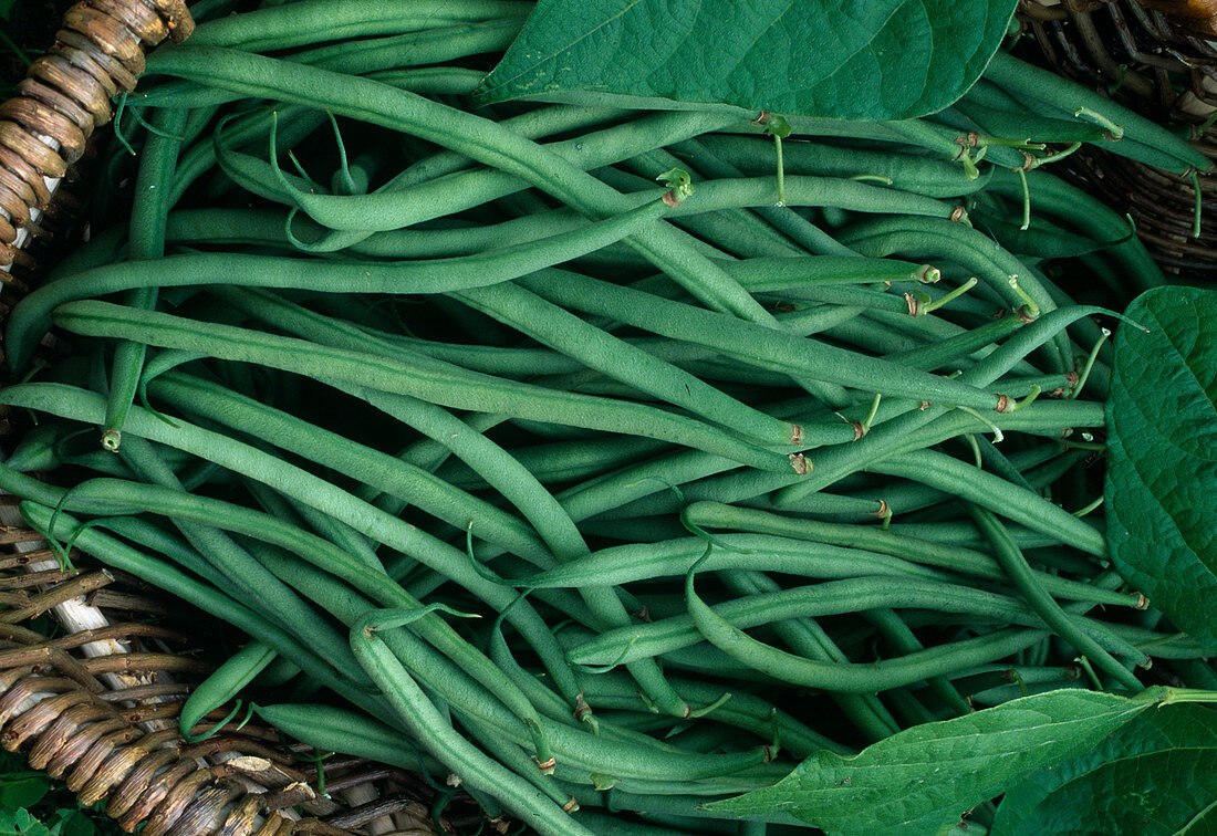 Phaseolus vulgaris 'Caruso' (bush beans)
