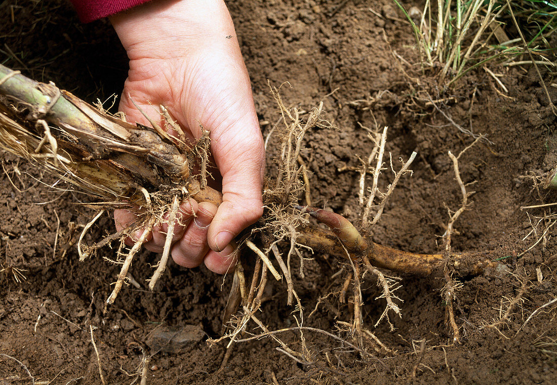 Gain rhizomes from bamboo plants - pull rhizomes out of the earth