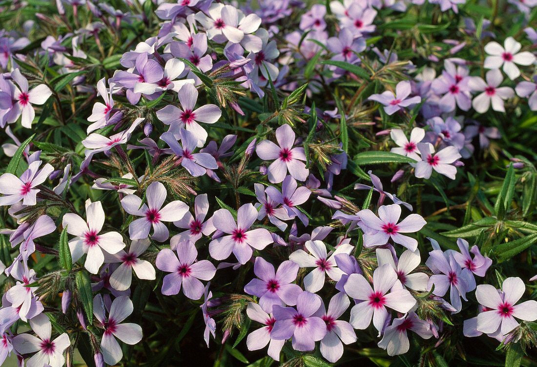 Phlox divaricata 'Chattahoochee' (Phlox) creeping, 15cm