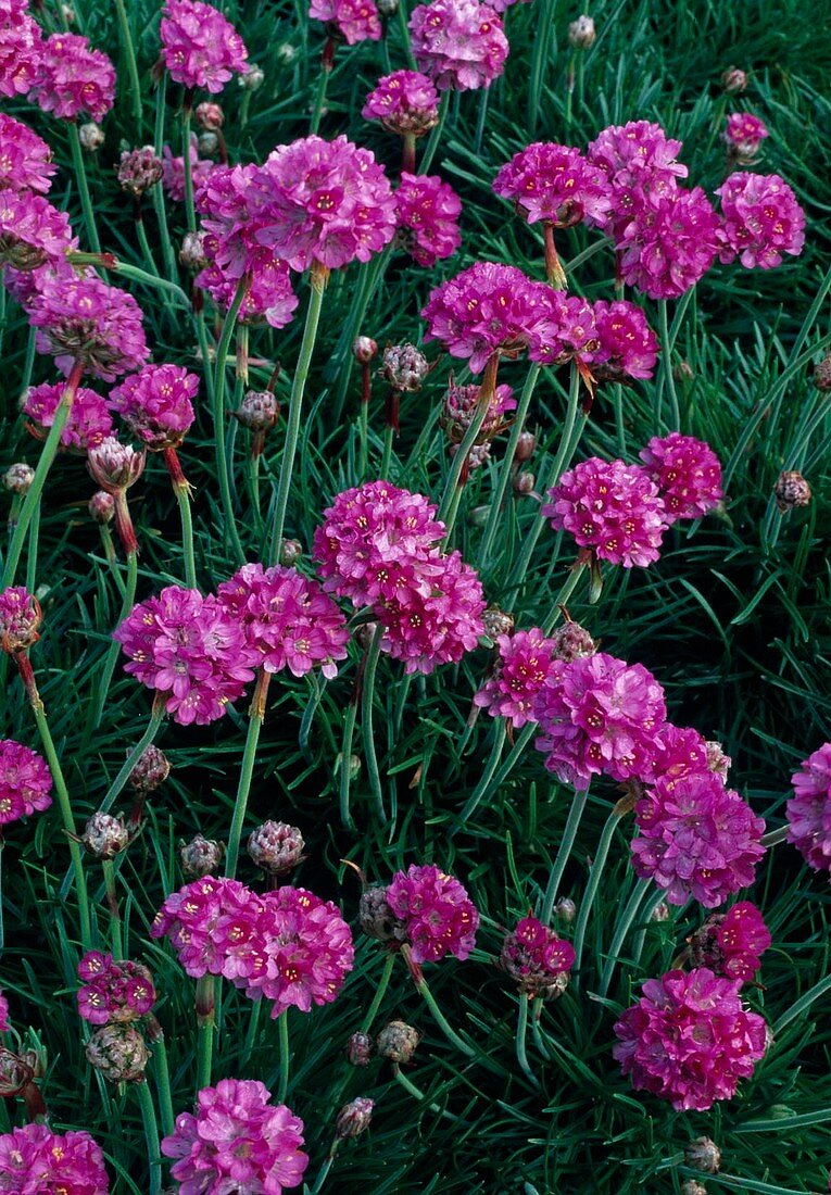 Armeria maritima grass carnation