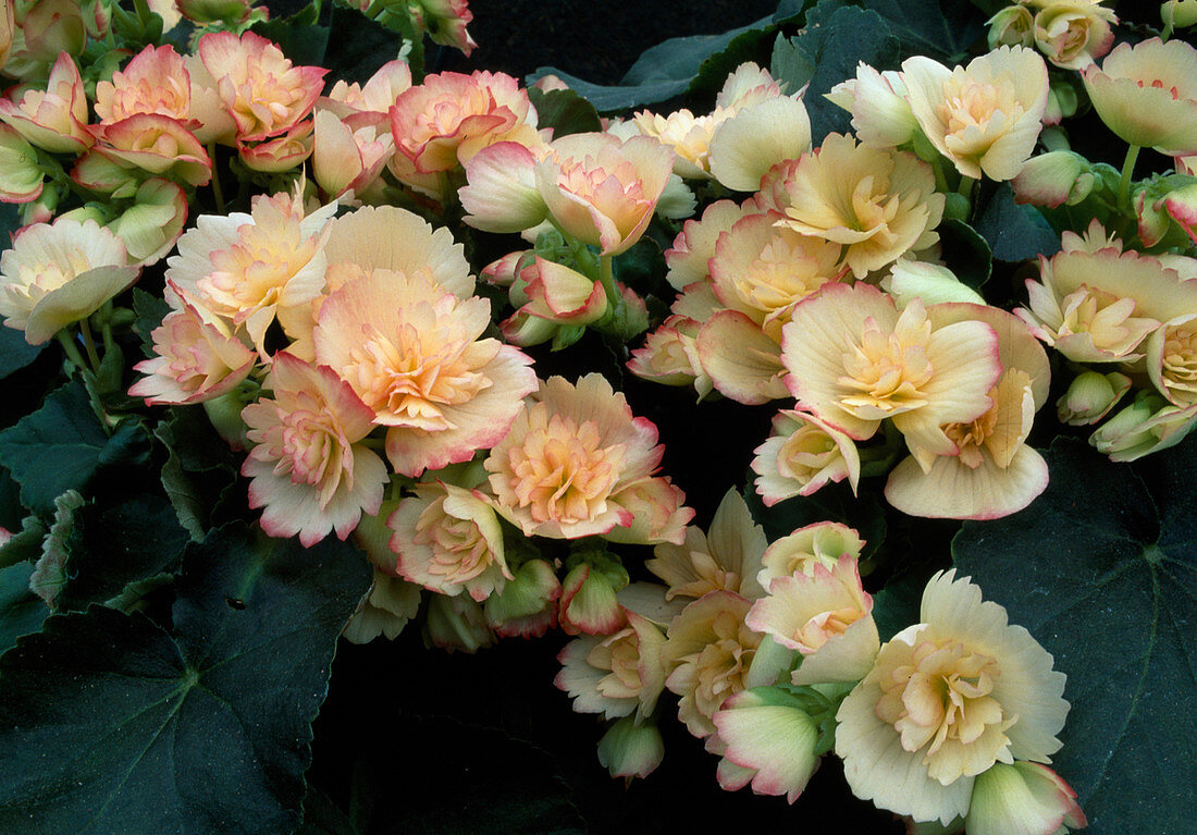 Begonia elatior Illona 'Jannie' (begonia)