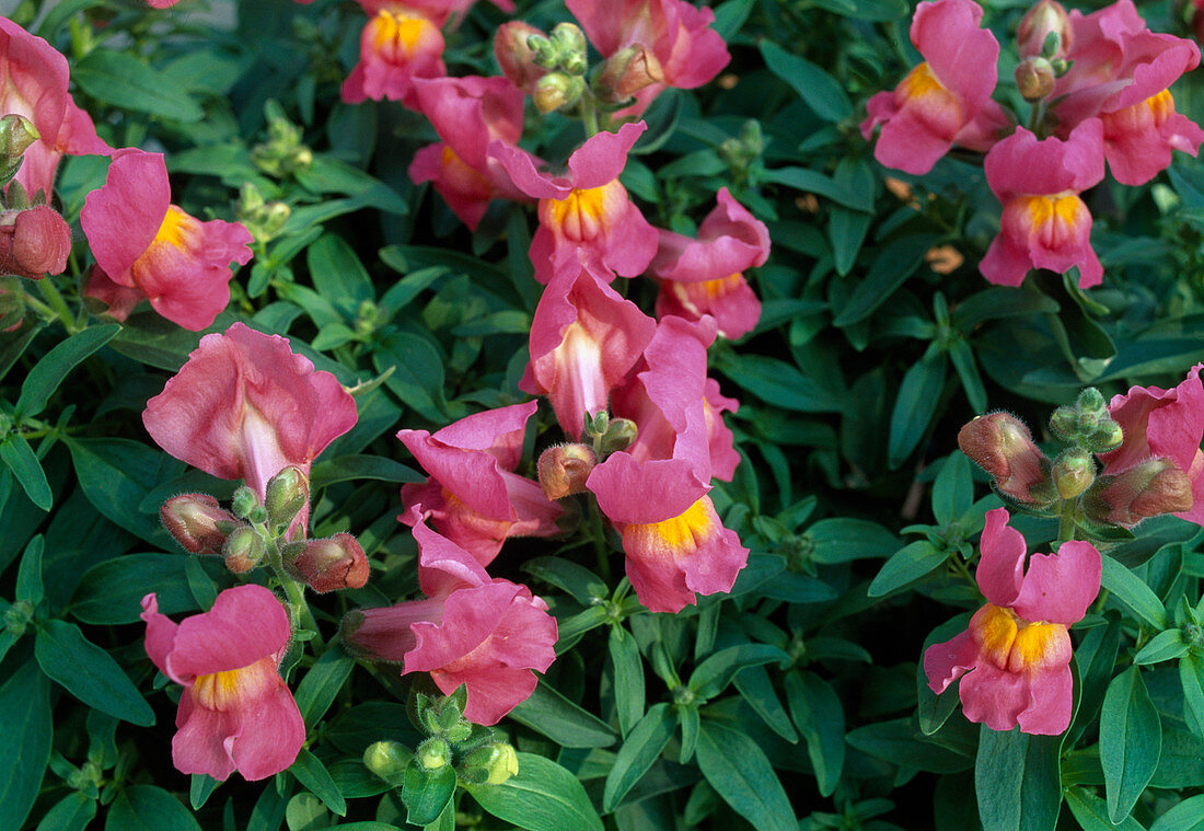 Antirrhinum 'Montego Rose Bicolor' (Löwenmäulchen)