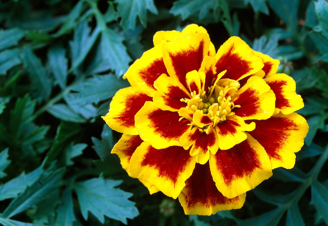 Tagetes patula 'Durango Bee' (Studentenblume)