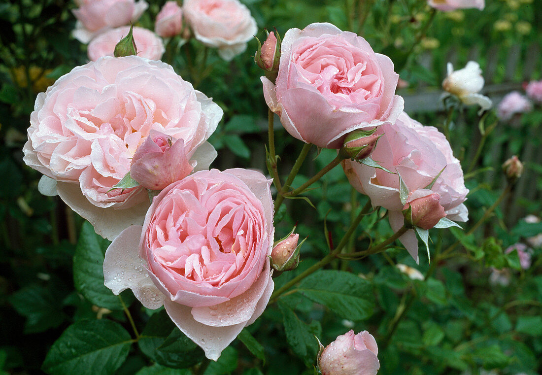 Rosa 'Heritage', shrub rose, English rose, repeat flowering, very good fragrance