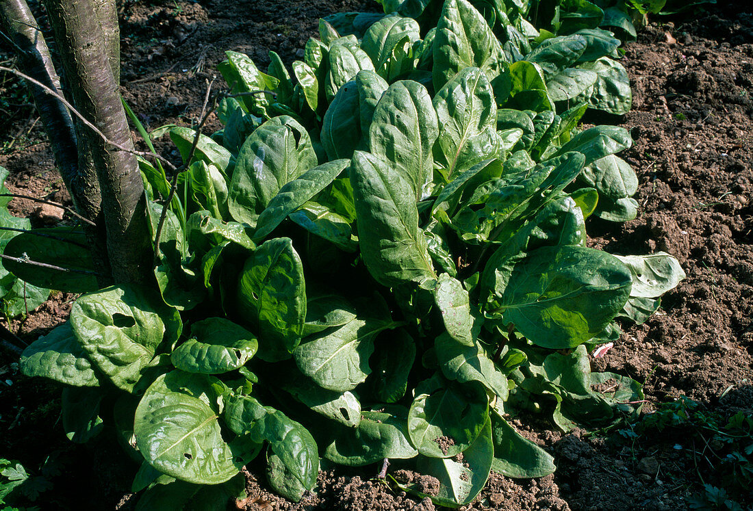 Rumex acetosa (Great Sorrel)