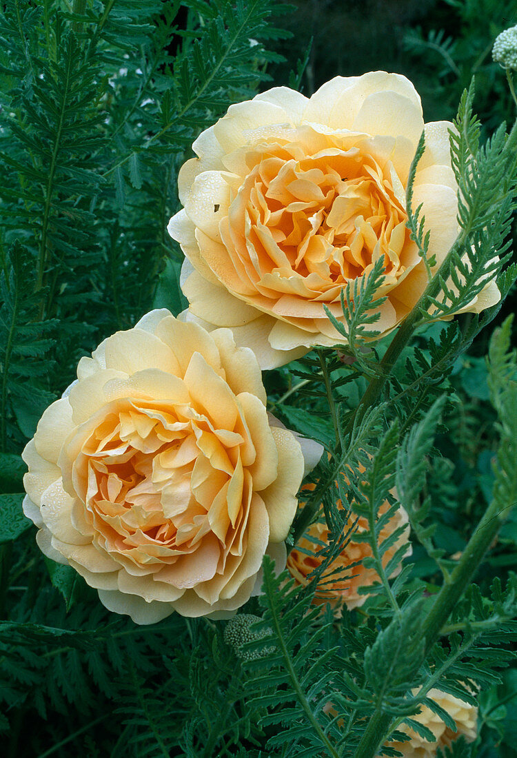 Rosa 'Golden Celebration', Strauchrose, Englische Rose, öfterblühend, starker Duft