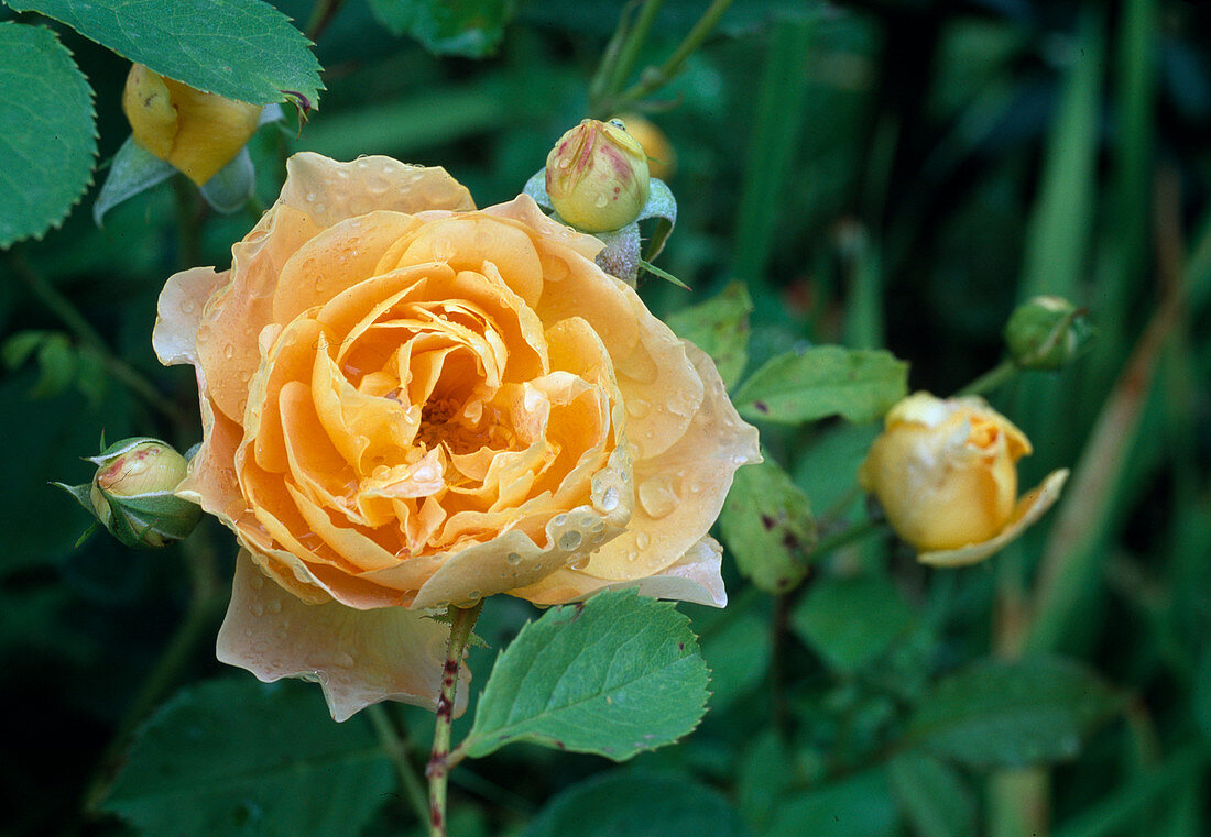 Rosa 'Molineux', Strauchrose, Englische Rose, öfterblühend, starker Duft