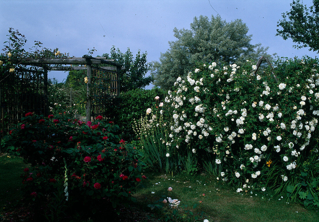 Rose garden 'Mme Plantier' white, Hist. Alba rose, strongly scented, single flowering; 'Rose de Resht' pink, Hist. Rose Portland rose, repeat flowering, scented, wooden pergola