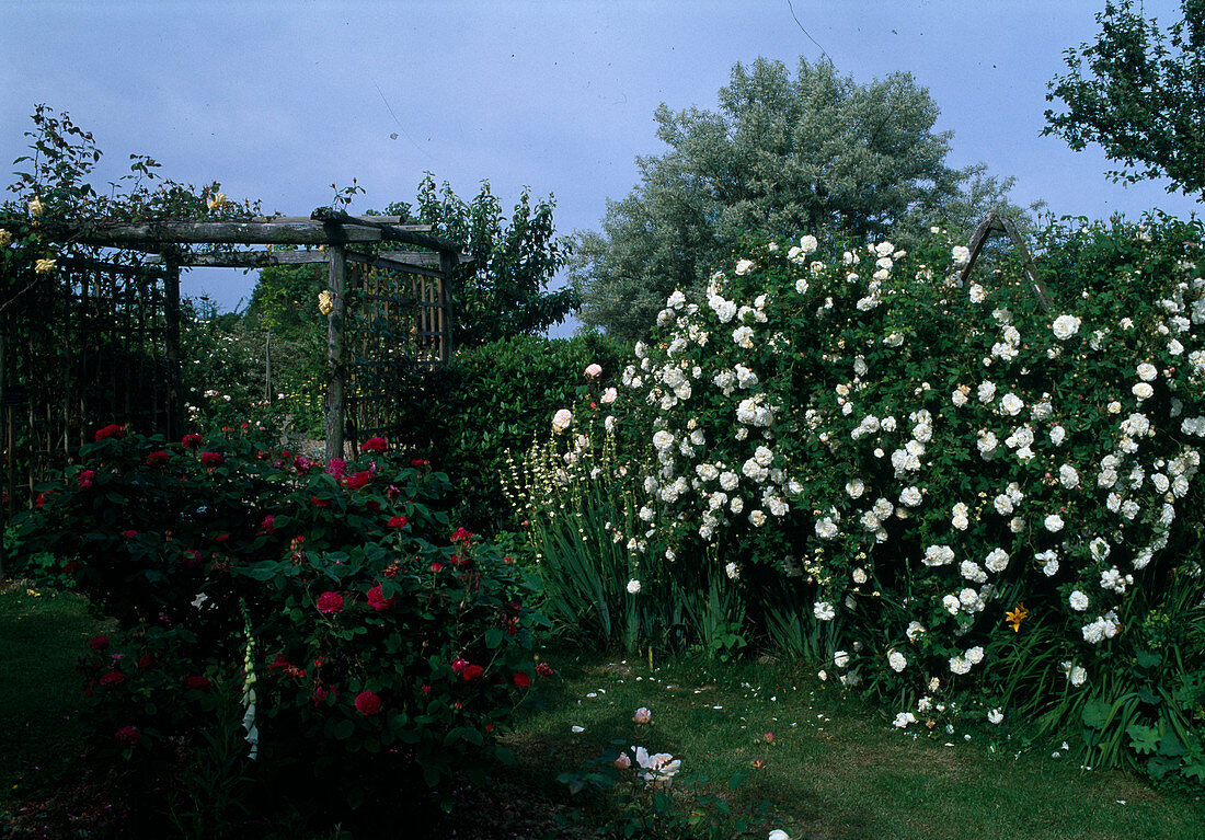 Rosengarten 'Mme Plantier' weiß, Hist. Alba Rose, stark duftend, einmalblühend; 'Rose de Resht' pink, Hist. Rose Portlandrose, öfterblühend, duftend, hölzerne Pergola