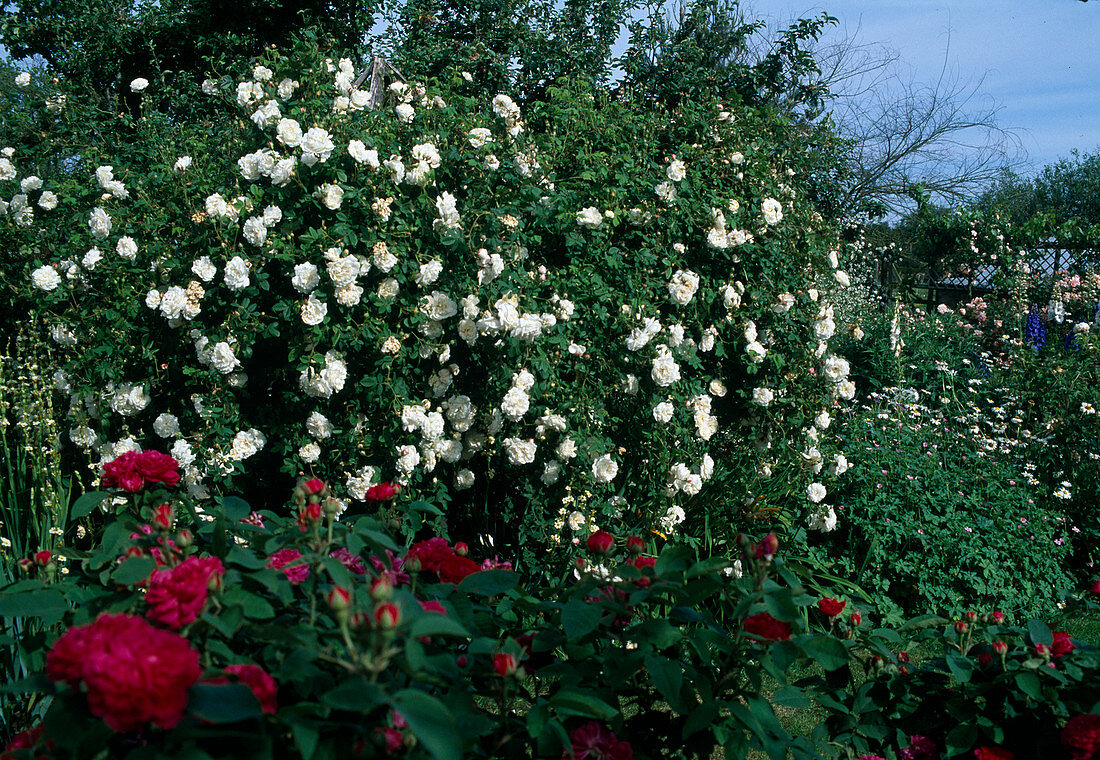 Rosa 'Mme Plantier' white Alba Rose, Hist. rose, shrub rose, single flowering, very fragrant