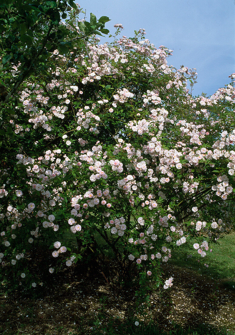 Rosa 'Pauls Himalayan Musk', Kletterrose, Ramblerrose, Hist.Rose, einmalblühend, duftend, starkwüchsig