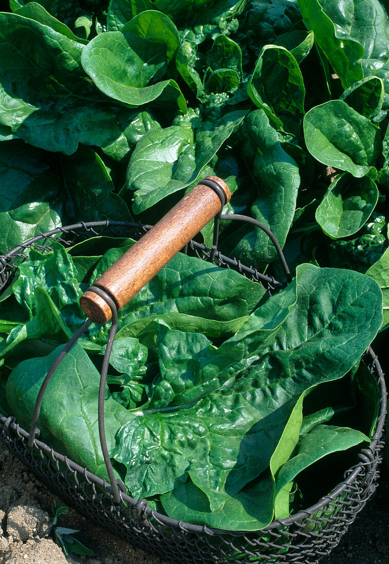 Spinacia oleracea 'Primo' (Spinat) geerntet und im Beet