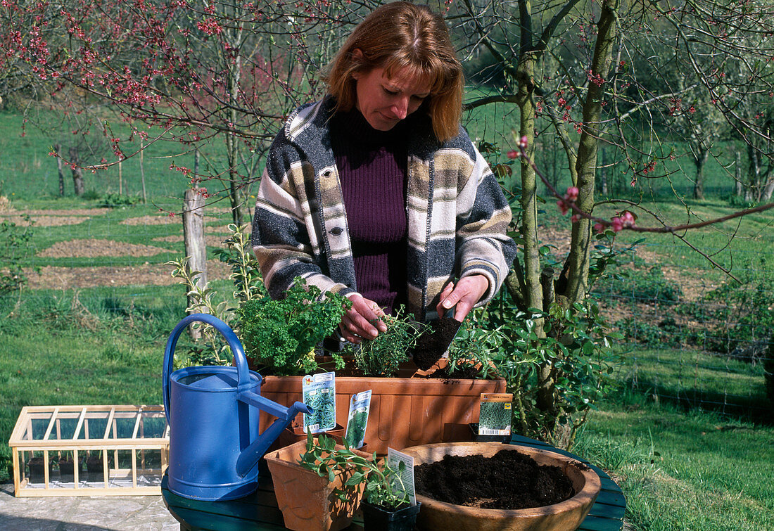 Planting the herb box Filling up the soil (2/3)