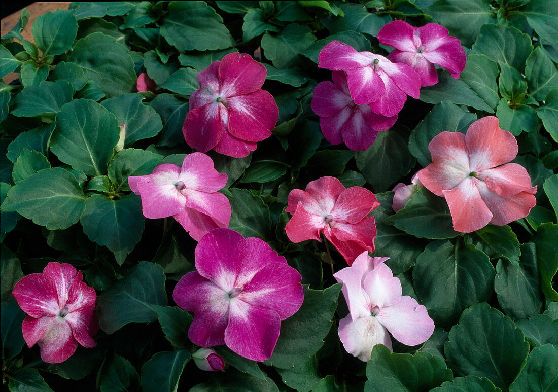 Impatiens walleriana 'Stardust mixed' (Impatiens walleriana)