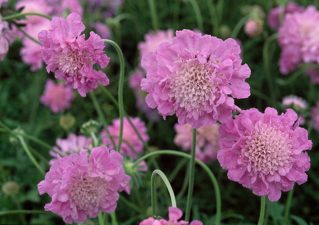 Scabiosa columbaria 'Pink Mist' (Pigeon Scabiosa)