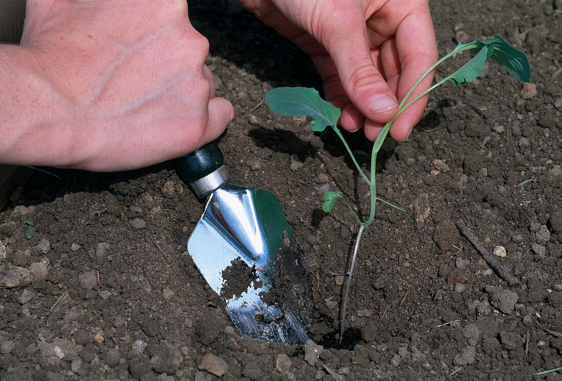 Brassica oleracea (Kohlpflanzen) 1. Pflänzchen in richtiger Höhe einsetzen (1/3)