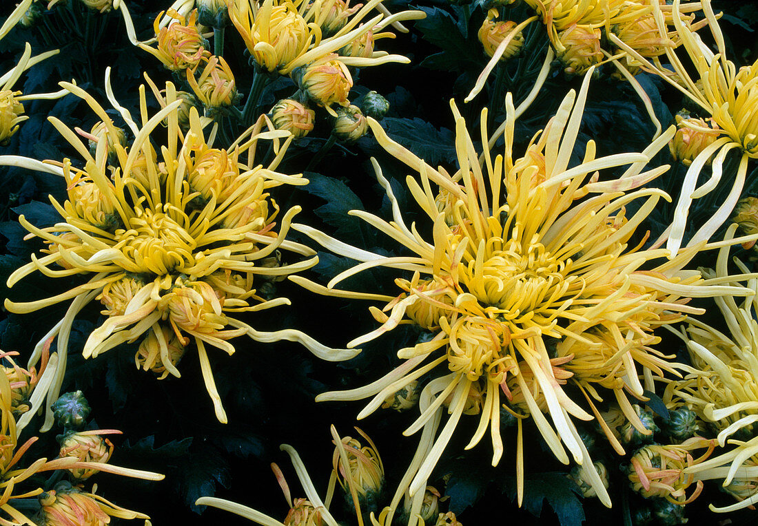 Dendranthema-Hybr. 'Spider Yellow' (Herbstchrysantheme)