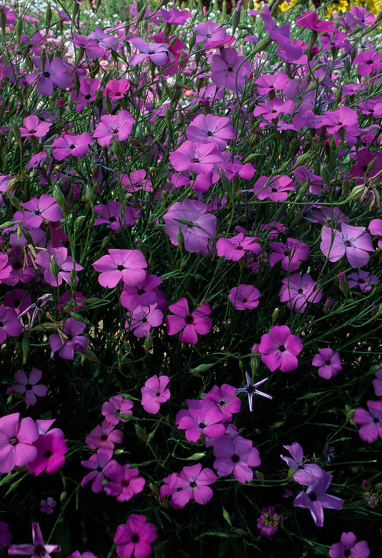 Silene coeli-rosa Hyb. Mix (Himmelsröschen)