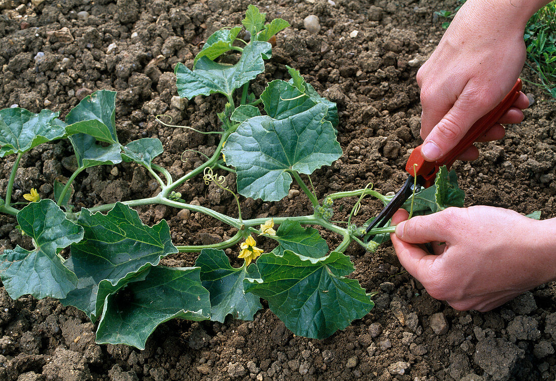 Cucumber (Cucumis) destemmed for better fruit set