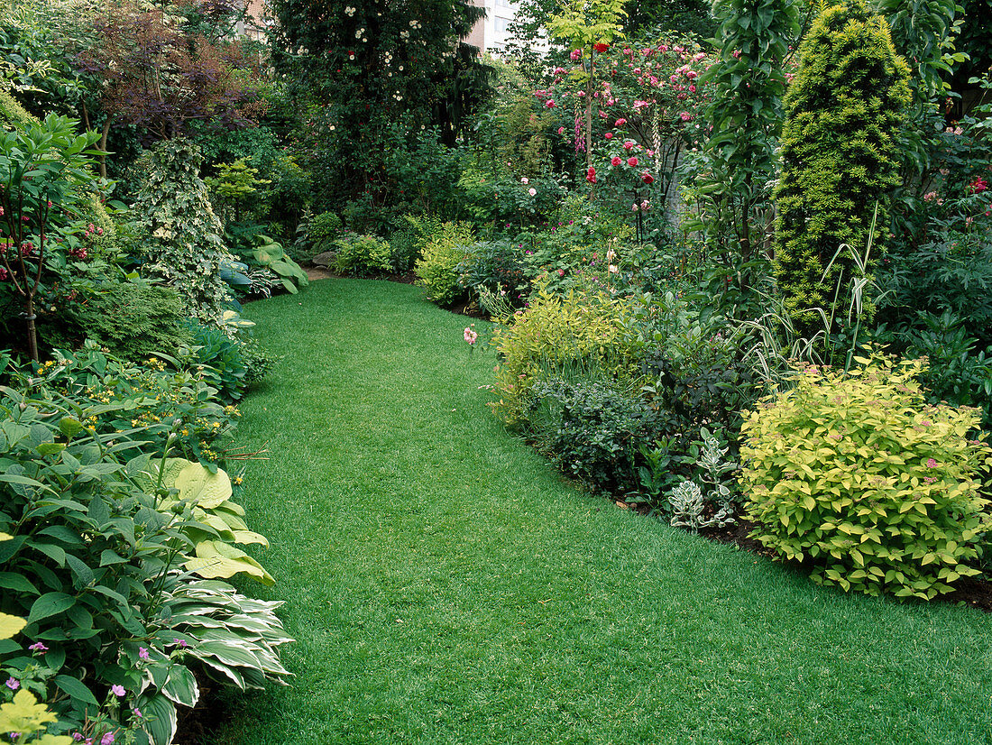 Narrow garden with lawn between beds of perennials and shrubs, Rosa (climbing roses) - on wall, Hosta (hosta), Spiraea japonica 'Goldflame' (Japanese pine), Taxus baccata 'Fastigiata Aurea' (columnar yew)