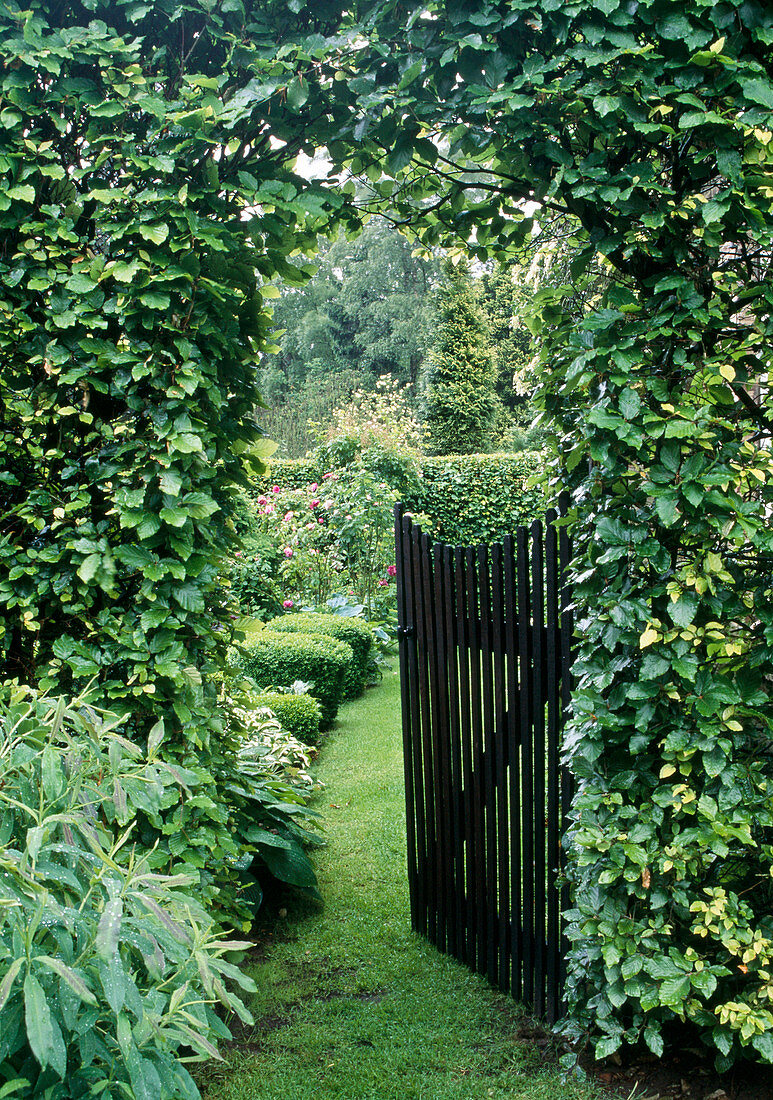 Garden gate through Fagus hedge (beech)