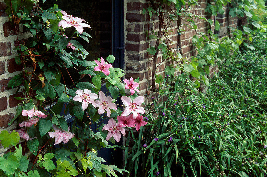 Clematis 'Hagley Hybrid'(Waldrebe) und Tradescantia (Dreimaster) an der Hauswand