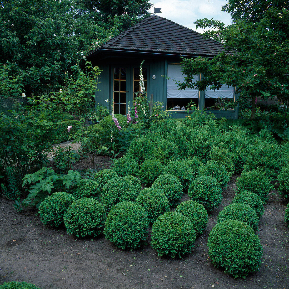 Formal garden with Buxus (box) partly cut into balls, Digitalis (foxglove), small summer house