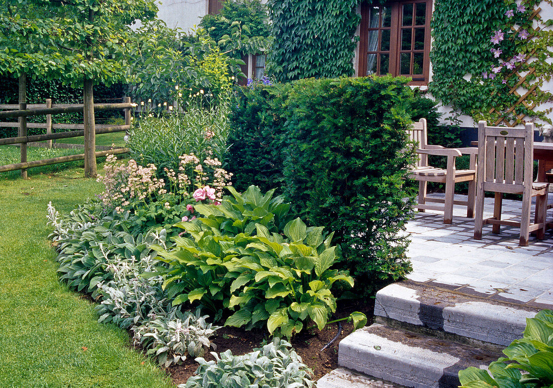 Seat bordered with hedge of Taxus baccata (yew), bed with Hosta (hosta), Stachys byzantina (woolly zest), Astrantia (starthistle)