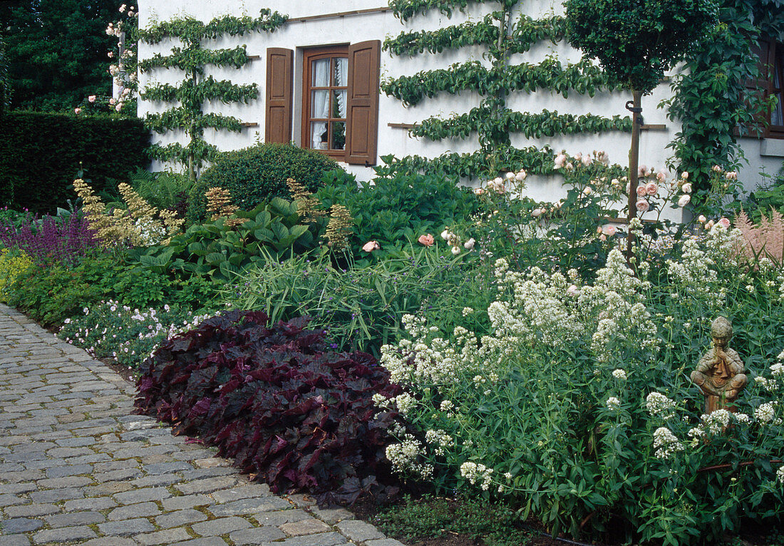 Vorgarten mit Birnen als Spalier, Centranthus ruber albus (Spornblume weiß), Tradescantia (Dreimasterblume), Heuchera (Puppurglöckchen)