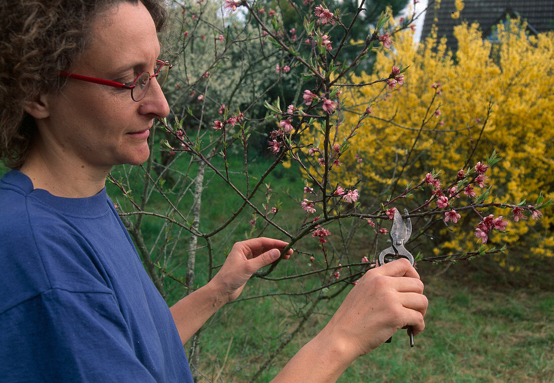 Pruning Prunus in spring