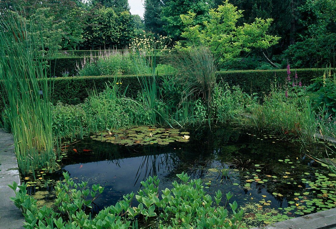 Walled garden pond with Menyanthes trifoliata (fever clover), Typha (bulrush), Nymphaea (water lilies) and goldfish