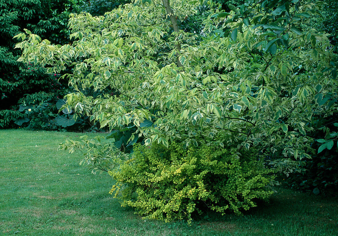 Acer negundo (Eschenahorn) unterpflanzt mit Berberis thunbergii 'Aurea' (Berberitze)