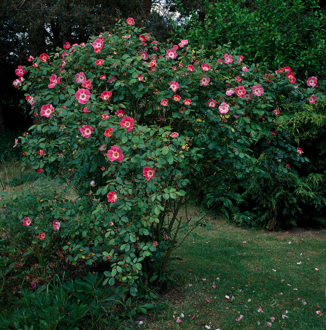 Rosa 'Pink Meidiland'syn.' Schloß Heidegg 'Strauchrose, öfterblühend, zart duftend, robust