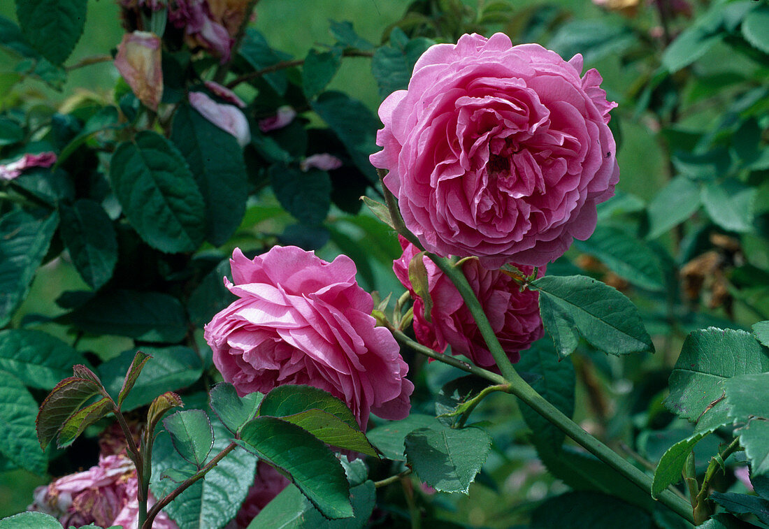 Rosa 'Louise Odier' Historic rose, Bourbonica, repeat flowering, good fragrance