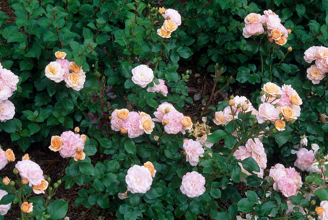 Rosa 'Bordure Nacree' syn. 'Honey Bear' Beetrose, öfterblühend